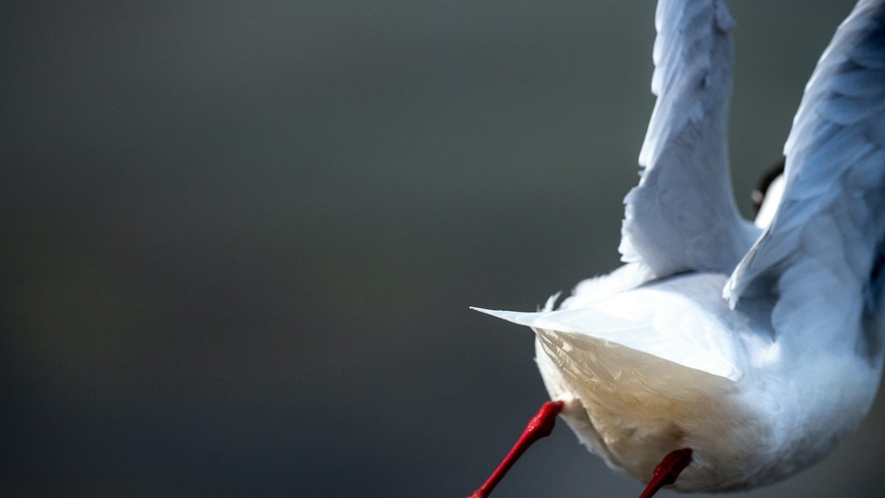 Taube im Abflug